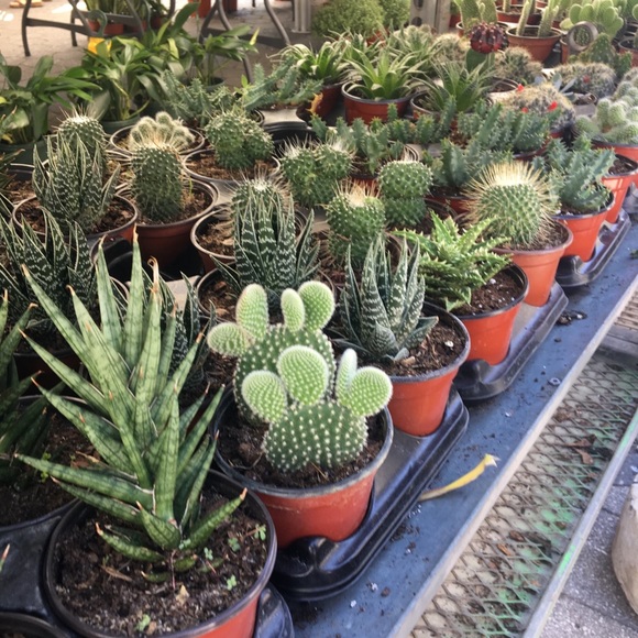 Meet your Posher, Annie - Picture 1 of 1